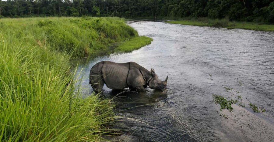 From Pokhara: 3-Days Chitwan Safari Tour With Hotel Transfer - Tour Overview and Pricing