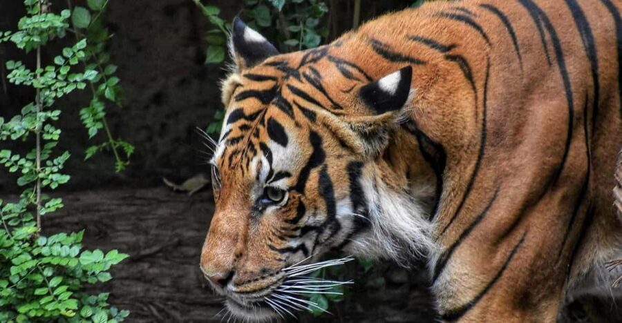 From Pokhara/Kathmandu: 3-Day Private Chitwan Safari Tour
