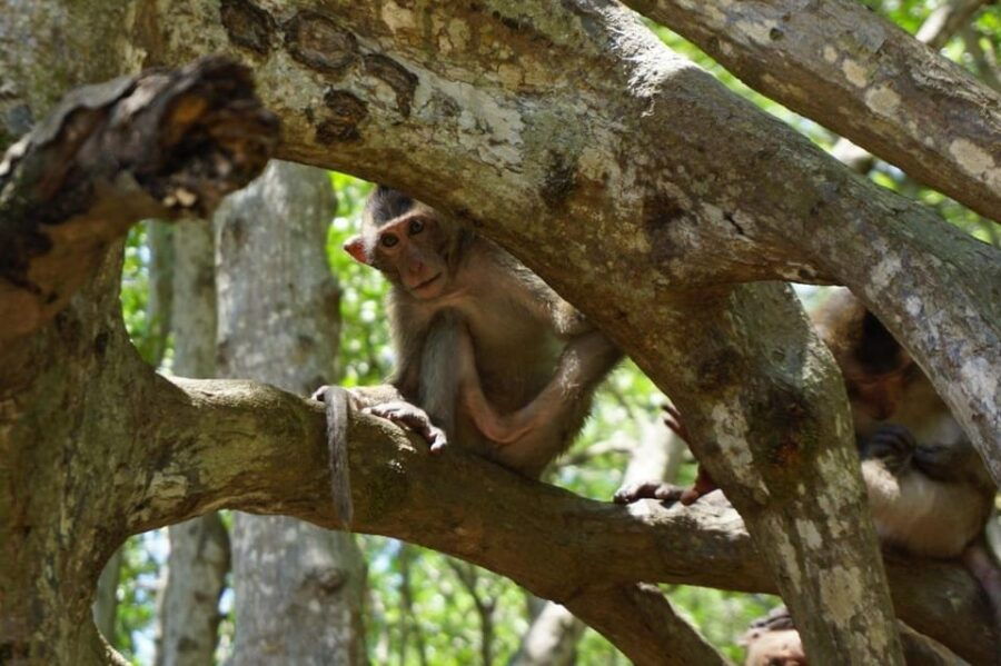 From Saigon: Can Gio Forest and Monkey Island Full-Day Trip