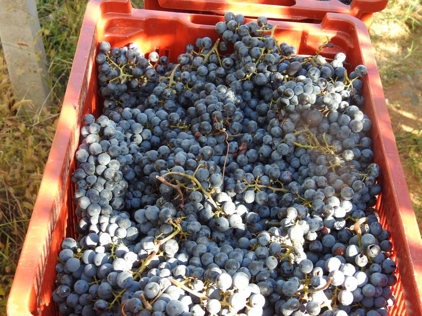 Great Winery Tour From Montenegro: 3 Countries in One Day - Tour Overview and Pricing