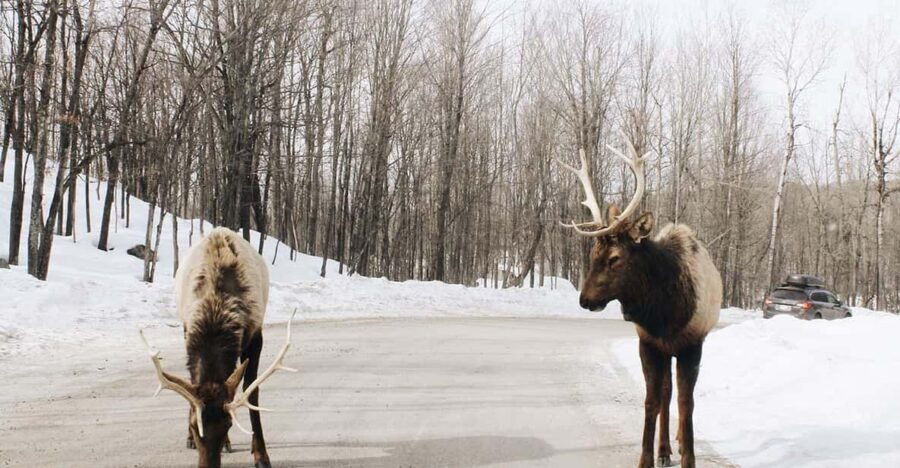 Guided Wilderness Safari: Parc Omega Heart of Wildlife