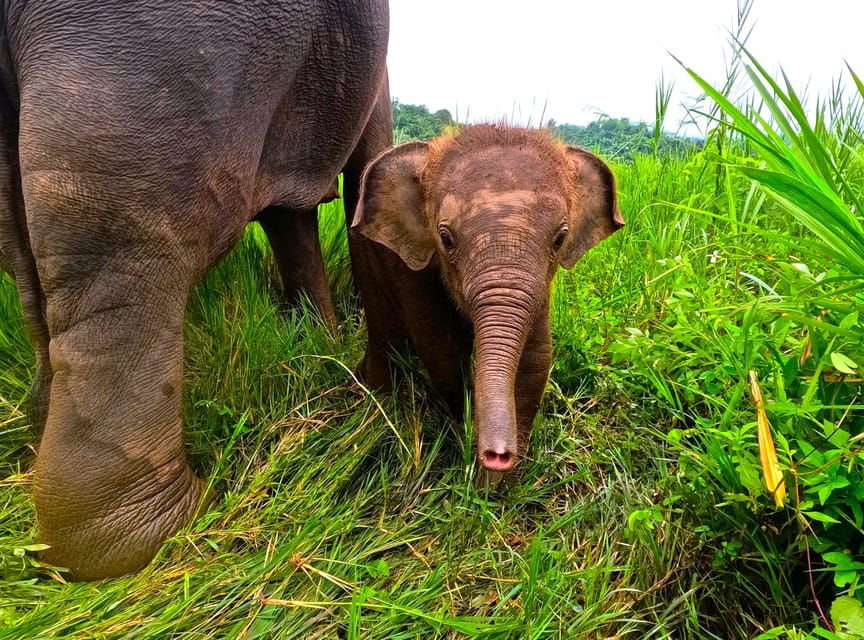 Half-Day Visit at CHIANGMAI ELEPHANT CARE Program (8am-1pm) - Program Overview