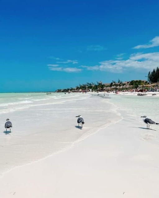 Holbox: Private Boat Tour With Breakfast and Lunch - Tour Overview and Pricing