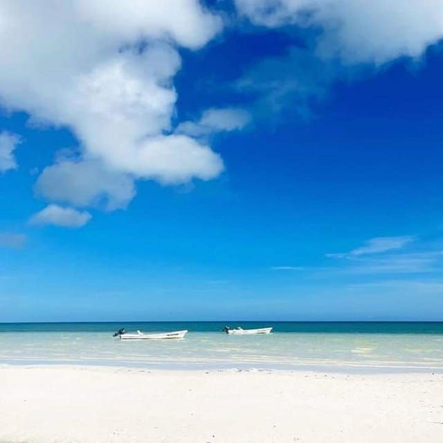 Holbox: Whale Shark and Snorkeling Tour With Lunch - Tour Overview and Pricing
