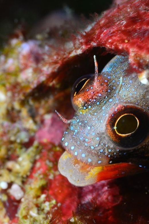 Ixtapa: Nighttime Underwater Exploration at Piedra Solitaria