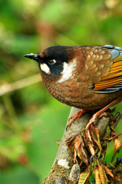 Kathmandu: 3-Day Chitwan National Park Safari Tour Package