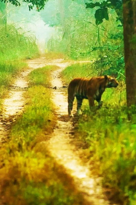 Kathmandu: 3-Day Chitwan Safari Tour With Hotel Transfer