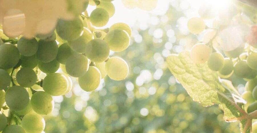 Kelowna: Lake Country Wine Tour