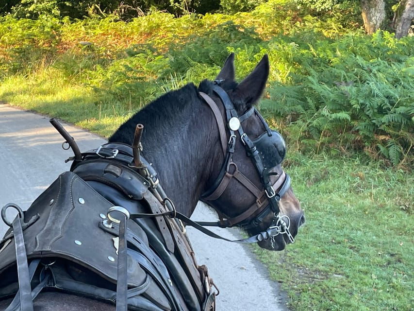 Killarney Carriage Tours National Park and Lakes