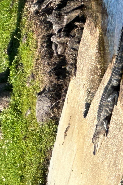 Kissimmee: Experience Wild Florida Nature All Electric Trike - Overview of the Activity