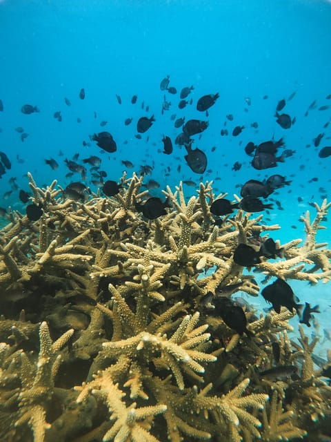 Koh Kood or Koh Rang: Snorkeling Trip With Lunch & Transfer - Trip Overview and Pricing