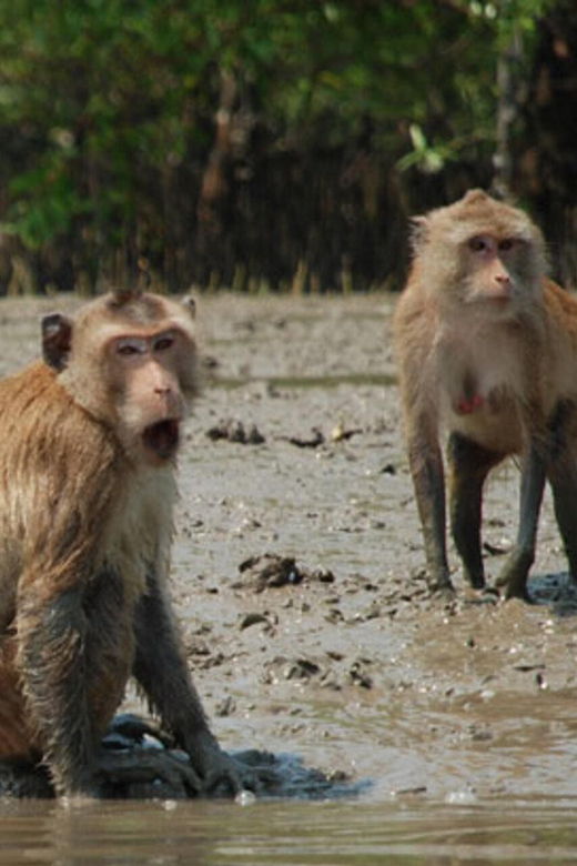 Krabi Mangrove and Khao Khanap Nam Cave Half Day Tour - Tour Overview and Pricing