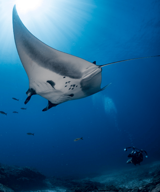 La Paz: 2 Tank Diving Experience - Activity Overview