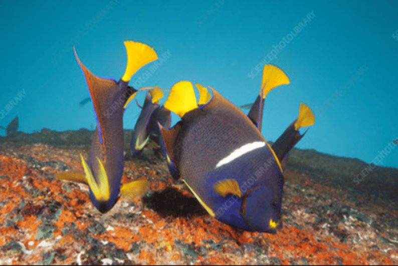 La Paz: Salvatierra Wreck Dive Experience