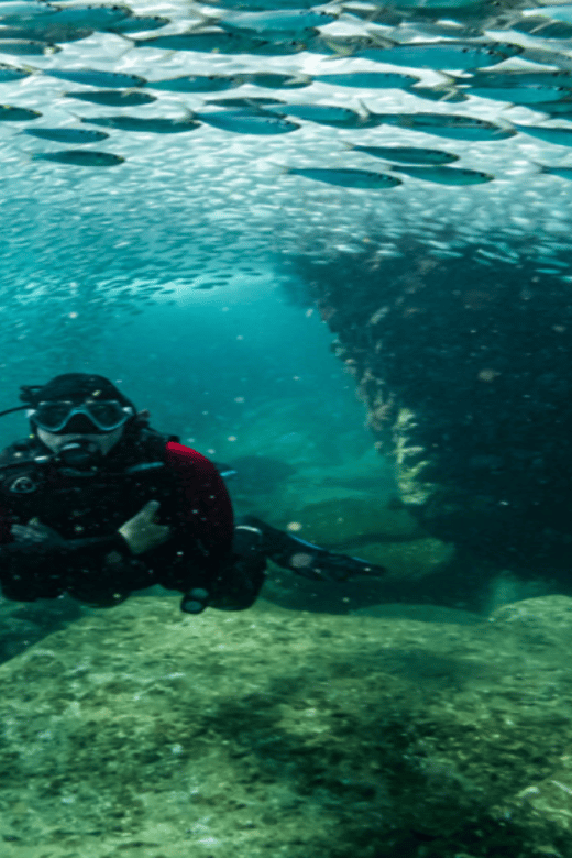 La Paz: Scuba Diving at Los Islotes - Activity Overview