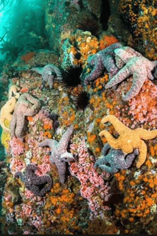 La Paz: Whale Island Dive Site