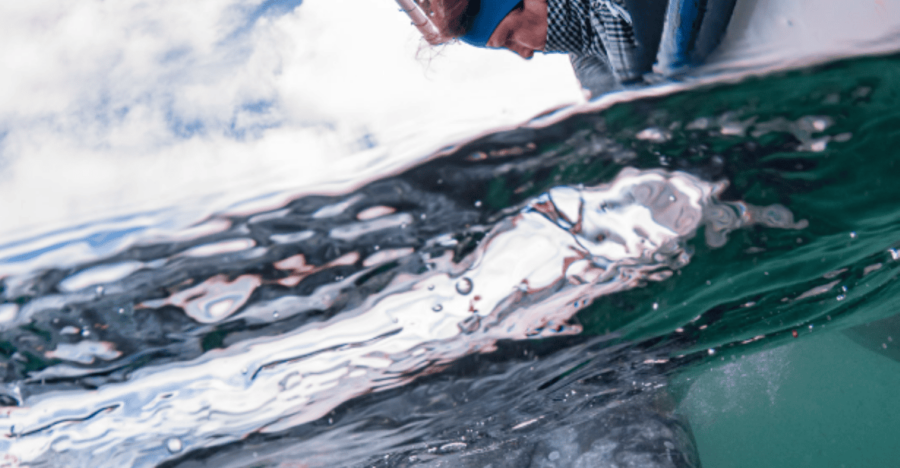 La Paz: Whale Watching Tour