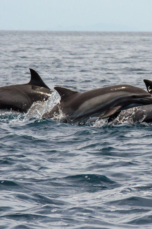 La Ventana: Ocean Safari & Cerralvo Island Private Tour - Tour Overview