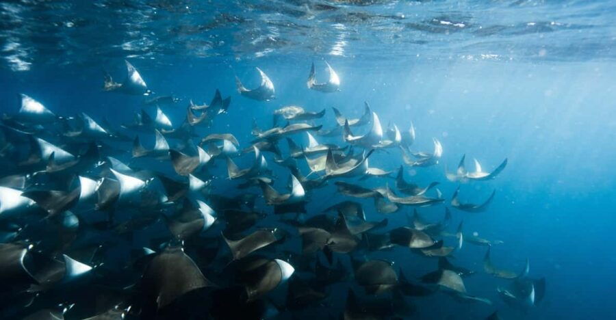 Los Cabos: Snorkeling With Mobula