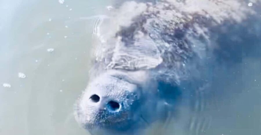 Manatee and Nature Tour of Ormond Beach - Tour Overview