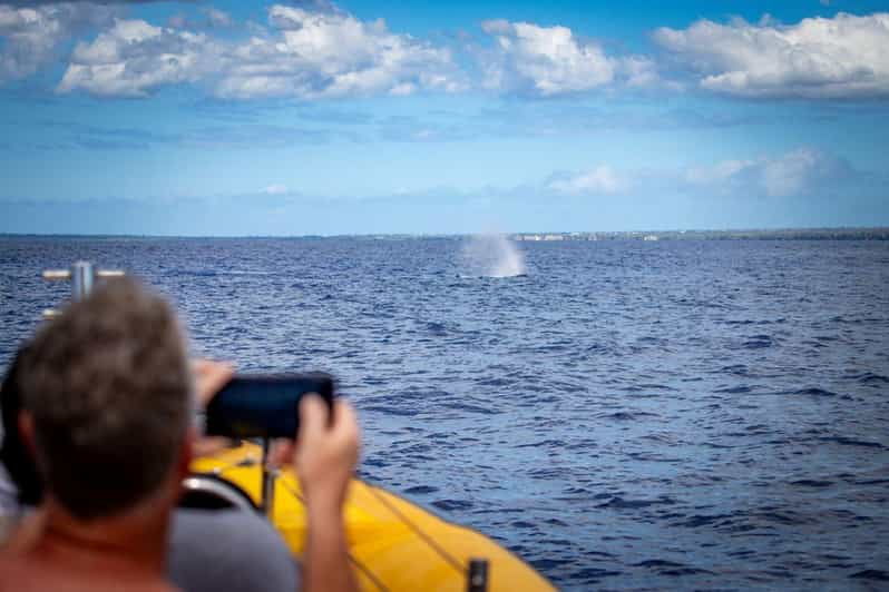 Maui: Koa Kai Whale Watch Adventure