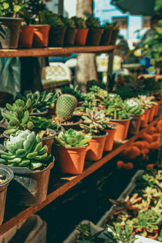 Mexico City: Mezcal Tasting and Market Tour With Lunch - Tour Overview and Pricing