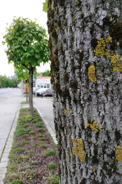 Munich: City Tree Tour – Marvel at the Abilities of the Green Giants