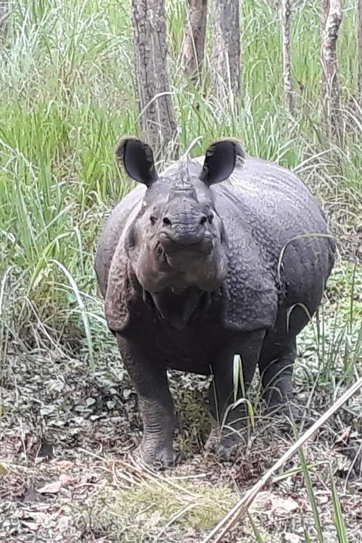 Nepal: Chitwan National Park 3-Day Jungle Tower Stay