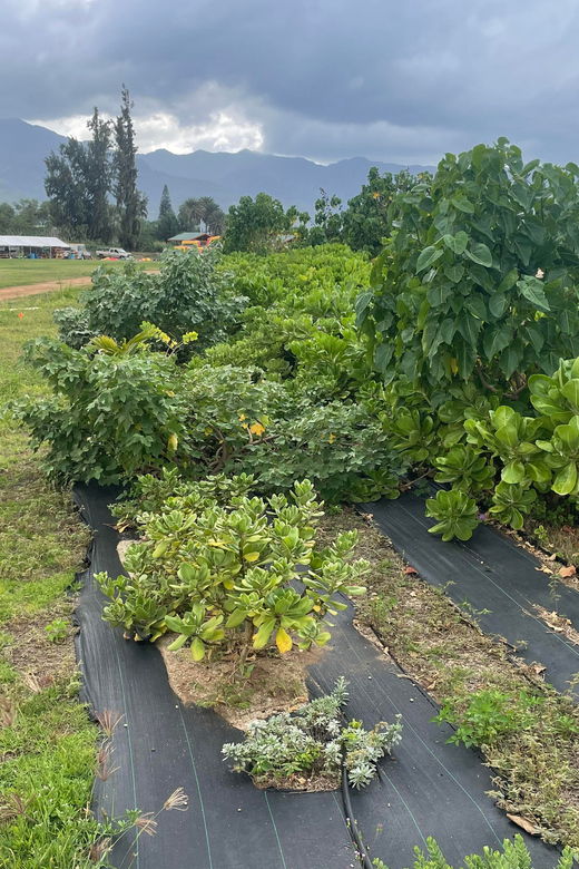 Oahu: Shoreline Restoration Tour W/ Native Plants & Animals