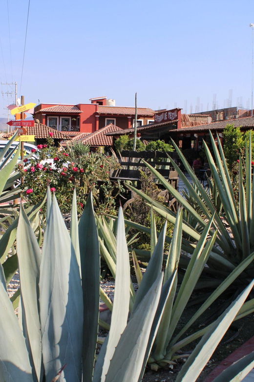 Oaxaca: Horseback Riding and Mezcal Tasting Tour