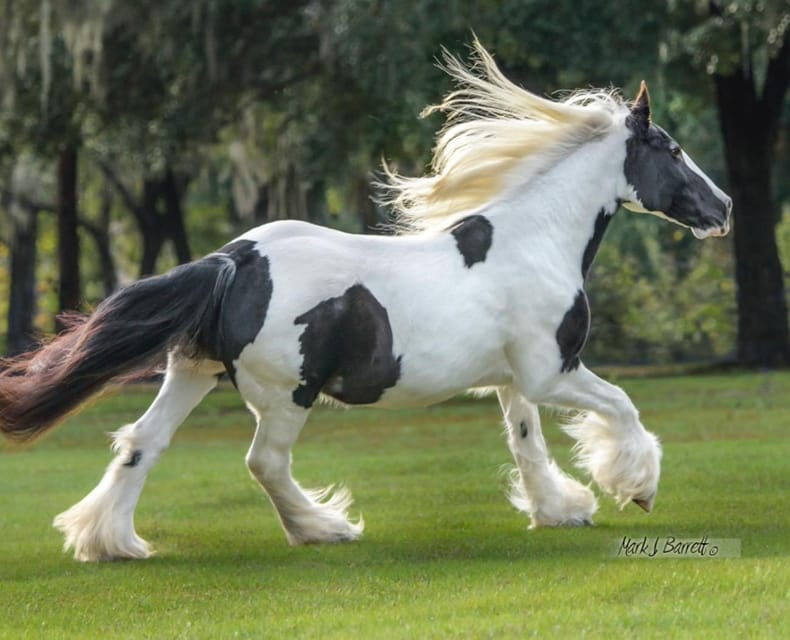 Ocala: Gypsy Gold Horse Farm Guided Walking Tour