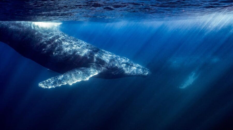 Ocean Safari: Mobulas, Dolphins, Orcas, Whale Watching &More
