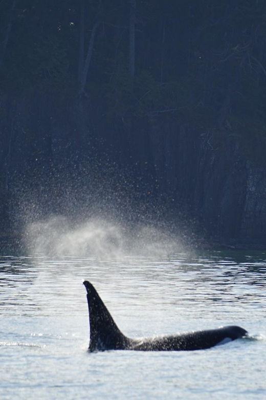 Orcas Island: Whale and Orca Guided Speedboat Tour