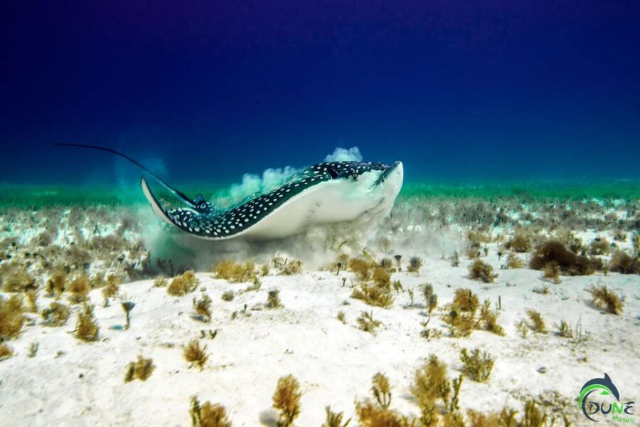 PADI Open Water Course
