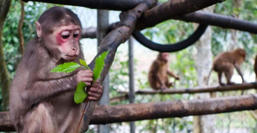 Phong Nha: Experience Jungle Adventures and Wildlife Tours