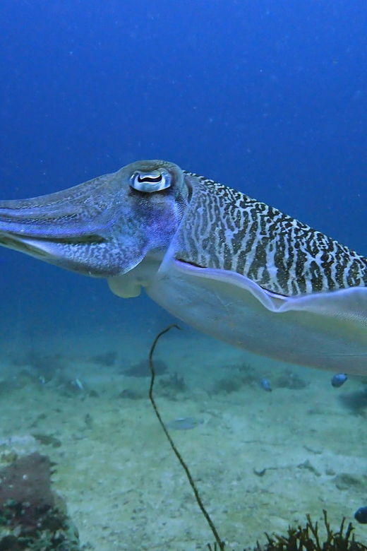 Phuket: Discover Scuba Diving 2 Dives Racha Yai FREE PHOTOS