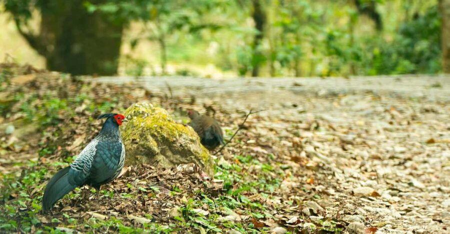 Phulchowki Bird Watching Day Hiking - Scenic Features and Highlights