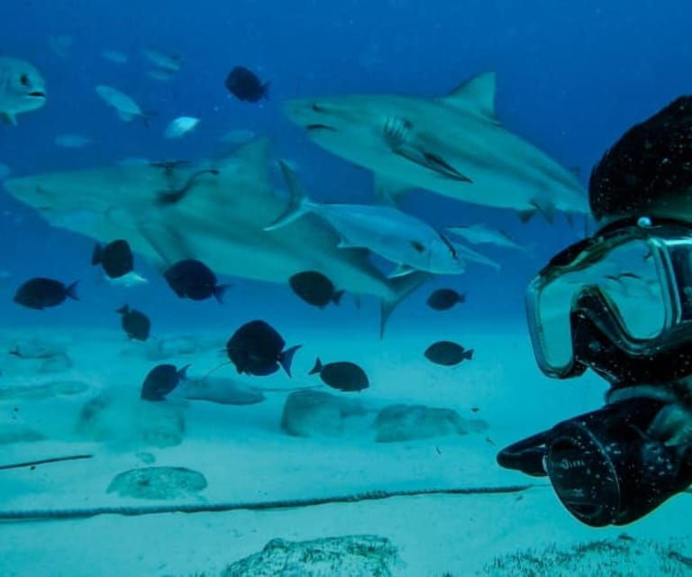 Playa Del Carmen: Bull Shark Feeding