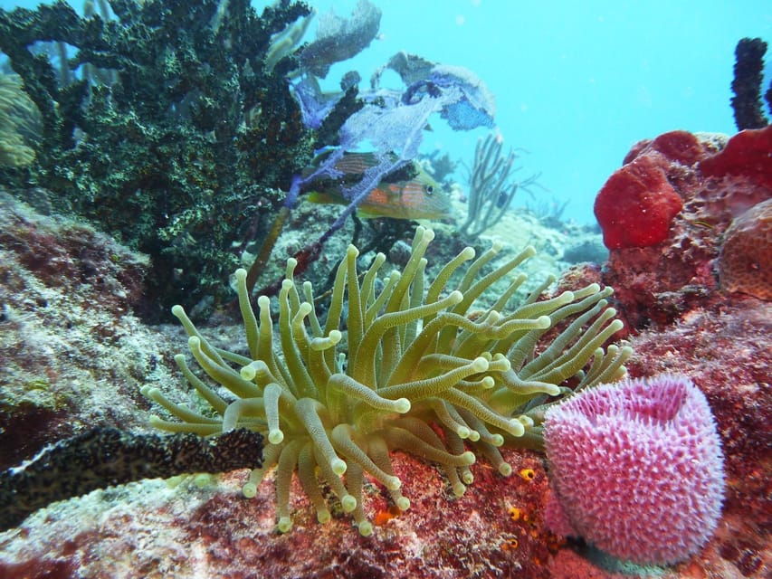 Playa Del Carmen: Extreme Cozumel Diving by Speed Boat - Activity Overview