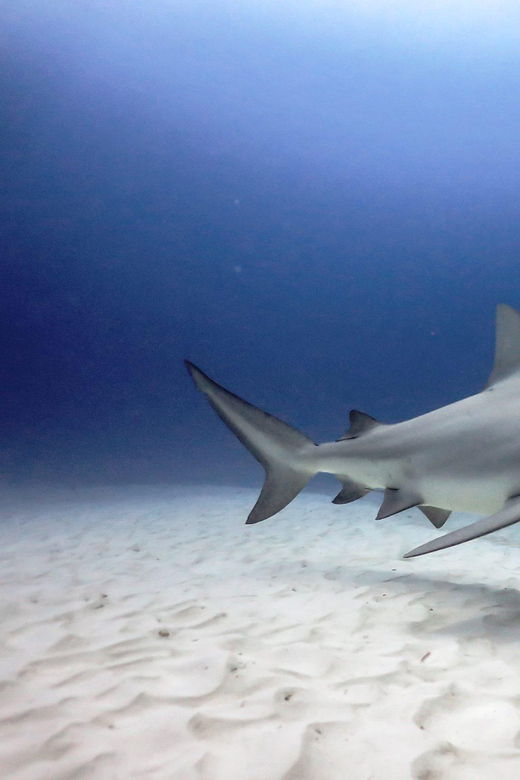 Playa Del Carmen: Insane Bull Shark Dive Adventure