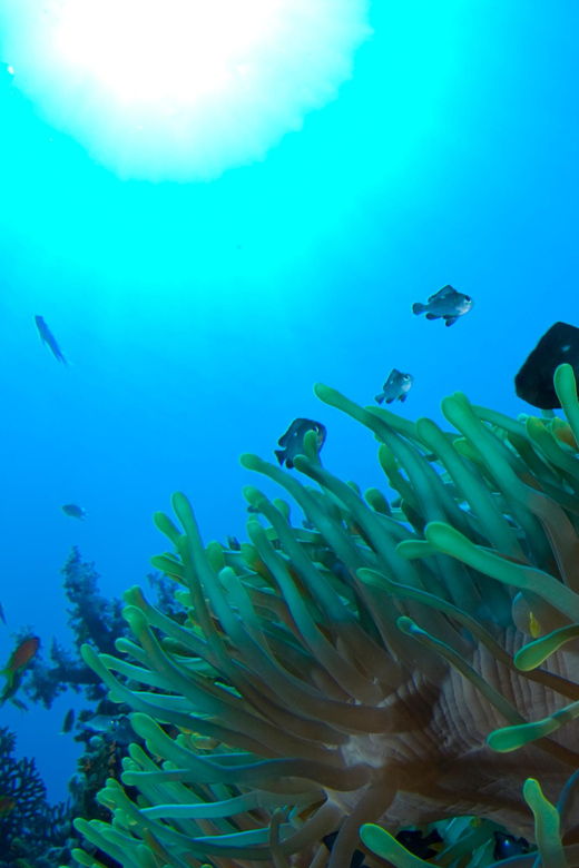 Playa Del Carmen: Local Reef Diving in Riviera Maya