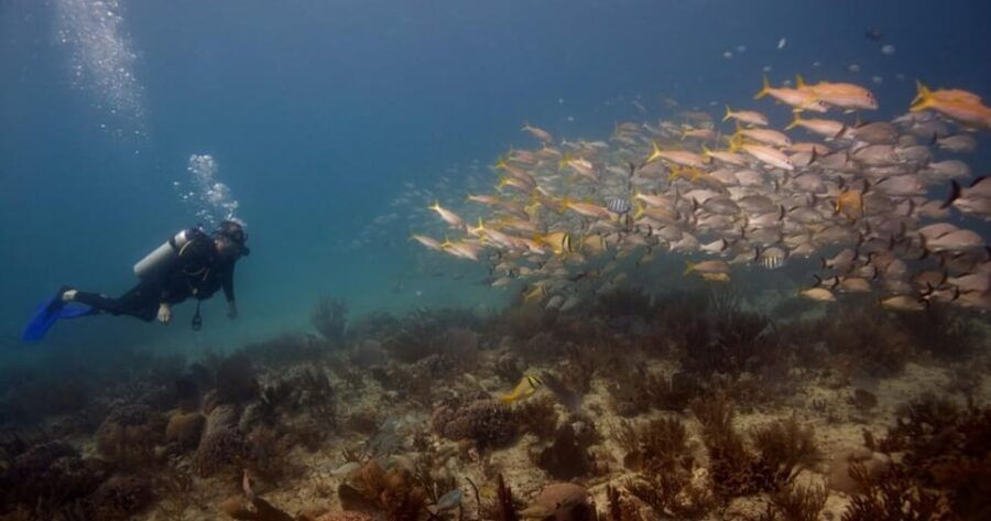Playa Del Carmen: Refresher Dive