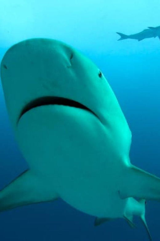 Playa Del Carmen: Sharks Observation & Reef