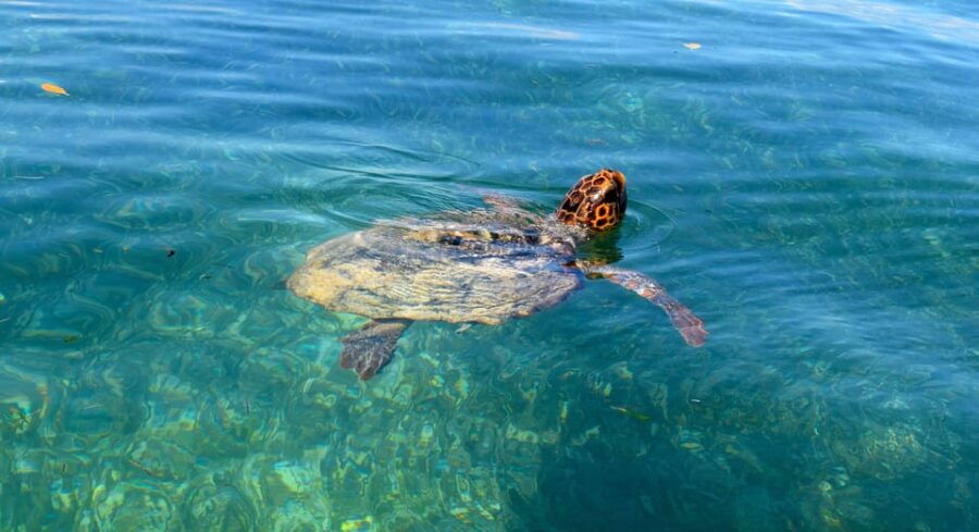 Playa Del Carmen: Sian Kaan Deluxe Boat Tour