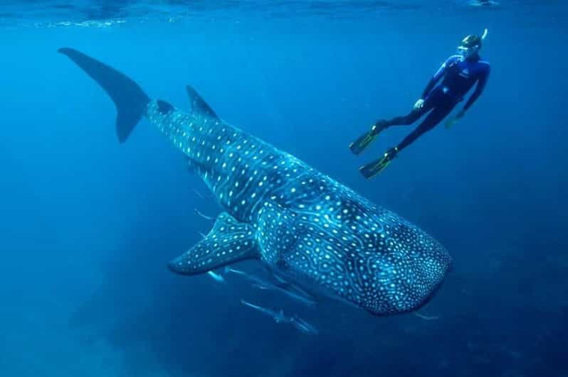 Playa Del Carmen: Swim Next to Whale Shark