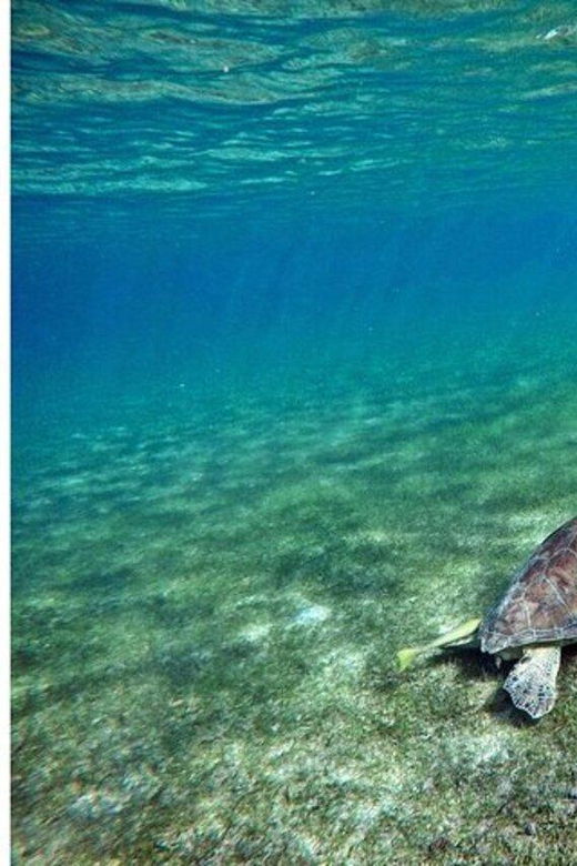 Playa Del Carmen: Tulum Ruins, Turtle Sitghseeing and Cenote