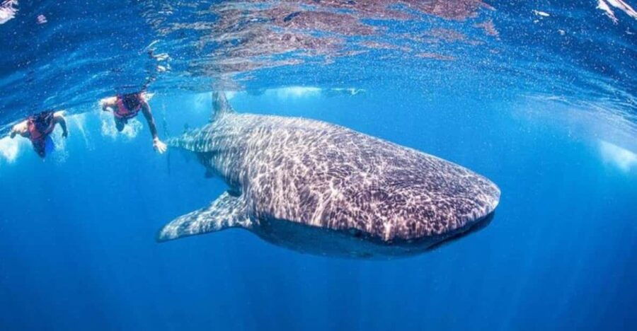 Playa Del Carmen:Whale Shark Experience in the Caribbean Sea - Overview and Pricing
