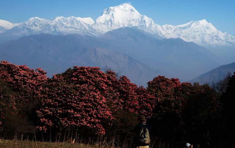 Pokhara: 2-Day Poon Hill Trek With Sunrise Views