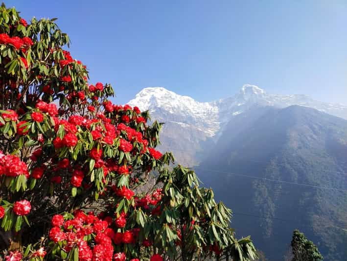Pokhara: 3-Day Australian Camp, Dhampus, Ghandruk Trek …