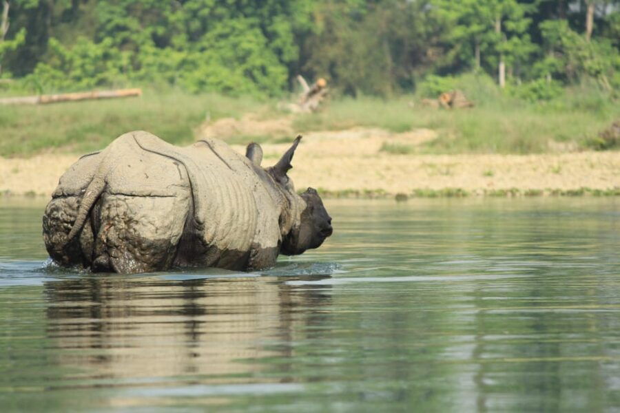 Pokhara : 4 Day Lumbini and Chitwan Safari Tour By Car